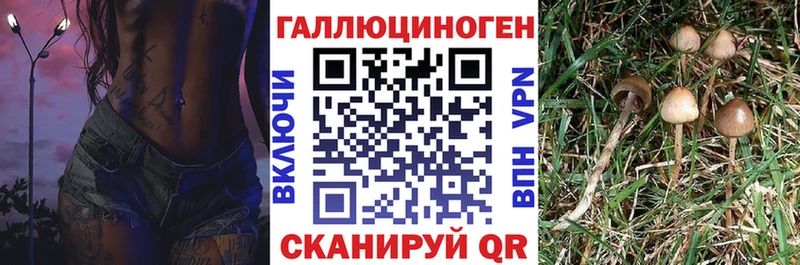 Купить  Темников  Галлюциногенные грибы Magic Shrooms 